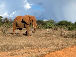 African Elephant by Radhika Shah